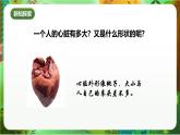 新教科版（2017）科學(xué)五上4.3《心臟和血液》課件+教案+練習(xí)+素材