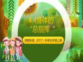 新教科版（2017）科學(xué)五上4.4《身體的“總指揮”》課件+教案+練習(xí)+素材
