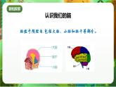新教科版（2017）科學(xué)五上4.4《身體的“總指揮”》課件+教案+練習(xí)+素材
