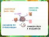 新教科版（2017）科學(xué)五上4.4《身體的“總指揮”》課件+教案+練習(xí)+素材