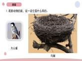 2025秋教科版小學科學二年級上冊《動物的家》課件