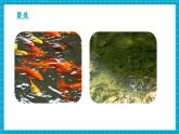 【新教材核心素養(yǎng)】青島版科學(xué)六三制三年級(jí)上冊(cè)1.2《魚》教學(xué)課件+教學(xué)設(shè)計(jì)+分層練習(xí)含答案