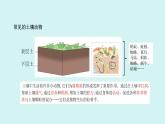 1.3.肥沃的土壤（課件）2025-2026學(xué)年蘇教版三年級(jí)科學(xué)上冊(cè)