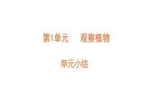 第一單元 觀察植物單元小結(jié)（課件）2025-2026學(xué)年粵教版三年級科學(xué)上冊
