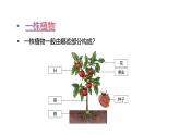 第一單元 觀察植物單元小結(jié)（課件）2025-2026學(xué)年粵教版三年級科學(xué)上冊
