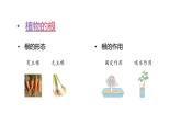 第一單元 觀察植物單元小結(jié)（課件）2025-2026學(xué)年粵教版三年級科學(xué)上冊