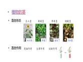 第一單元 觀察植物單元小結(jié)（課件）2025-2026學(xué)年粵教版三年級科學(xué)上冊