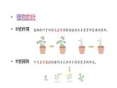 第一單元 觀察植物單元小結(jié)（課件）2025-2026學(xué)年粵教版三年級科學(xué)上冊