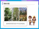 【任務(wù)型備課】教科版科學(xué)一上-1.2 觀察植物（課件+教案+習(xí)題）