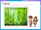 【任務(wù)型備課】教科版科學(xué)一上-1.3 植物長(zhǎng)在哪里（課件+教案+習(xí)題）