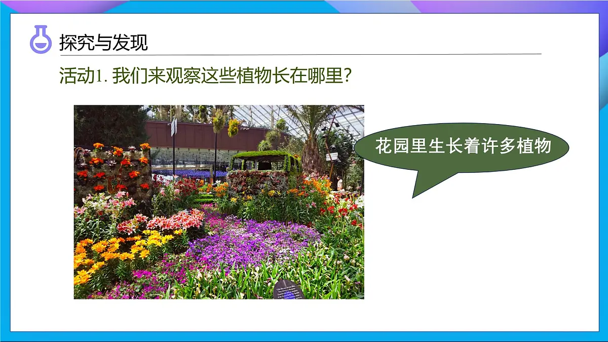 【任务型备课】教科版科学一上-1.3 植物长在哪里（课件）第8页