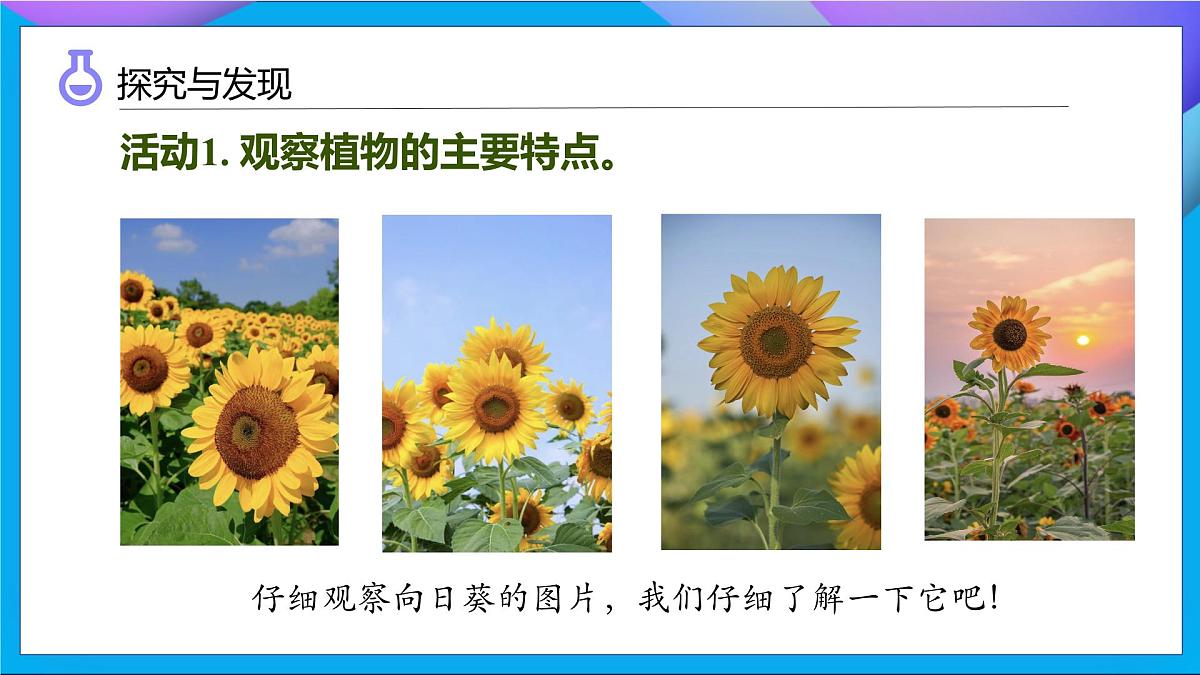 【任务型备课】教科版科学一上-1.4 给植物画张“像”（课件）第8页