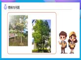 【任務(wù)型備課】教科版科學(xué)一上-1.6 校園里的植物（課件+教案+習(xí)題）