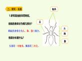 1 昆蟲（課件）2025-2026學年青島版（63制）三年級科學上冊