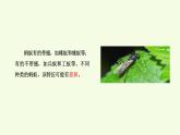 1 昆蟲（課件）2025-2026學年青島版（63制）三年級科學上冊