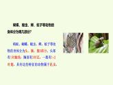 1 昆蟲（課件）2025-2026學年青島版（63制）三年級科學上冊