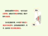2 魚（課件）2025-2026學年青島版（63制）三年級科學上冊