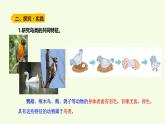 3 鳥（課件）2025-2026學年青島版（63制）三年級科學上冊