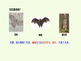 3 鳥（課件）2025-2026學年青島版（63制）三年級科學上冊