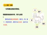 4 哺乳動物（課件）2025-2026學年青島版（63制）三年級科學上冊