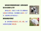 4 哺乳動物（課件）2025-2026學年青島版（63制）三年級科學上冊