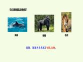 4 哺乳動物（課件）2025-2026學年青島版（63制）三年級科學上冊
