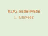 11.我们的消化器官（课件）2025-2026学年青岛版（54制）三年级科学上册