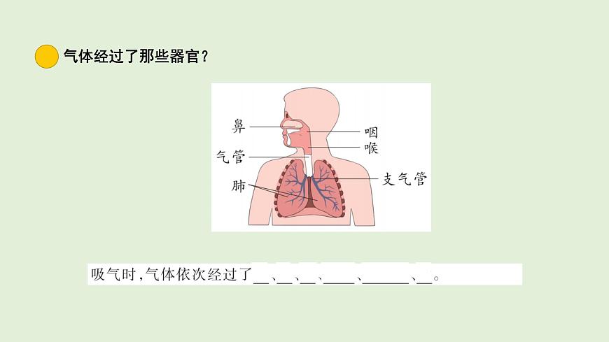 12.我们的呼吸器官（课件）2025-2026学年青岛版（54制）三年级科学上册第4页