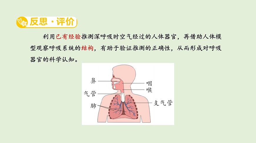 12.我们的呼吸器官（课件）2025-2026学年青岛版（54制）三年级科学上册第7页