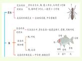 第一單元復習（課件）2025-2026學年青島版（63制）三年級科學上冊