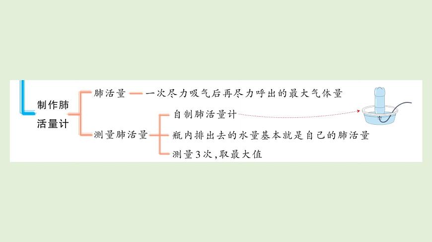 第三单元复习（课件）2025-2026学年青岛版（54制）三年级科学上册第4页