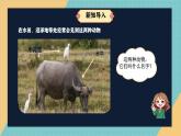 人教鄂教版小學科學四上1.1《鳥和哺乳動物》課件