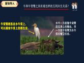 人教鄂教版小學科學四上1.1《鳥和哺乳動物》課件