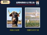 人教鄂教版小學科學四上1.1《鳥和哺乳動物》課件