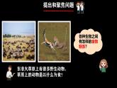 人教鄂教版小學(xué)科學(xué)六上《食物鏈》 課件