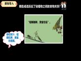 人教鄂教版小學(xué)科學(xué)六上《食物鏈》 課件
