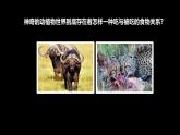 人教鄂教版小學(xué)科學(xué)六上《食物鏈》 課件