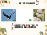 人教鄂教版小學(xué)科學(xué)六上《食物鏈》 課件