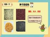人教鄂教版小學科學四上2.4《用種子繁殖》2025新做的課件
