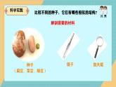 人教鄂教版小學科學四上2.4《用種子繁殖》2025新做的課件