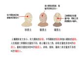 小學(xué)科學(xué)新蘇教版三年級(jí)上冊(cè)第一單元2.不同的土壤教學(xué)課件（2025秋）