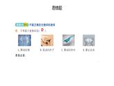 小學(xué)科學(xué)新蘇教版三年級(jí)上冊第二單元 單元復(fù)習(xí)教學(xué)課件（2025秋）