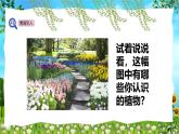 教科版（2024）一年級(jí)上冊(cè)科學(xué)《我們知道的植物》課件+教學(xué)設(shè)計(jì)