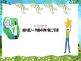 教科版（2024）一年級(jí)上冊(cè)科學(xué)《觀察植物》課件+教學(xué)設(shè)計(jì)