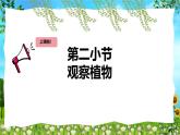 教科版（2024）一年級(jí)上冊(cè)科學(xué)《觀察植物》課件+教學(xué)設(shè)計(jì)