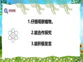 教科版（2024）一年級(jí)上冊(cè)科學(xué)《觀察植物》課件+教學(xué)設(shè)計(jì)