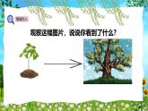 教科版（2024）一年級(jí)上冊(cè)科學(xué)《觀察植物》課件+教學(xué)設(shè)計(jì)