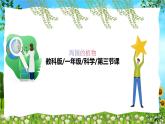 教科版（2024）一年級(jí)上冊(cè)科學(xué)《植物長(zhǎng)在哪里》課件+教學(xué)設(shè)計(jì)