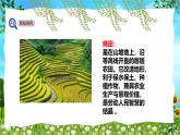 教科版（2024）一年級(jí)上冊(cè)科學(xué)《植物長(zhǎng)在哪里》課件+教學(xué)設(shè)計(jì)