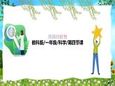 教科版（2024）一年級(jí)上冊(cè)科學(xué)《給植物畫張“像”》課件+教學(xué)設(shè)計(jì)